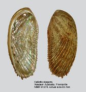 Haliotis elegans